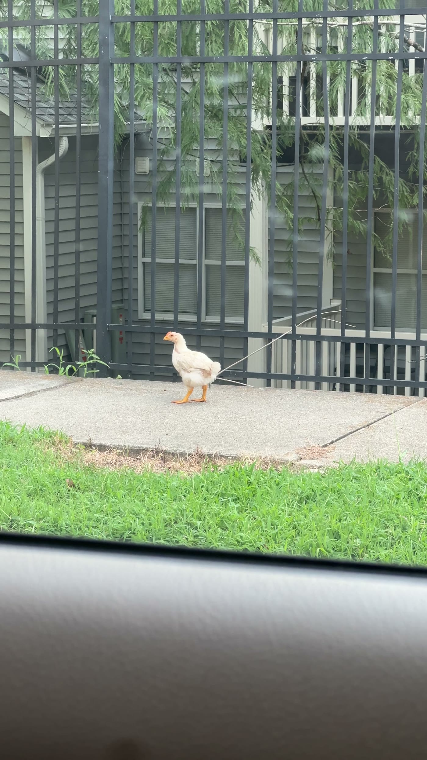 A white chicken walking confidently down a Raleigh sidewalk